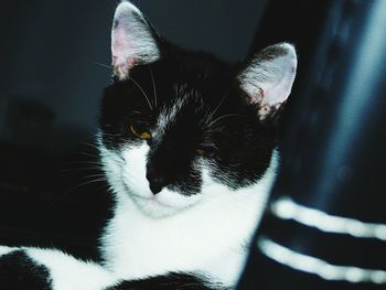 Close-up of cat relaxing at home