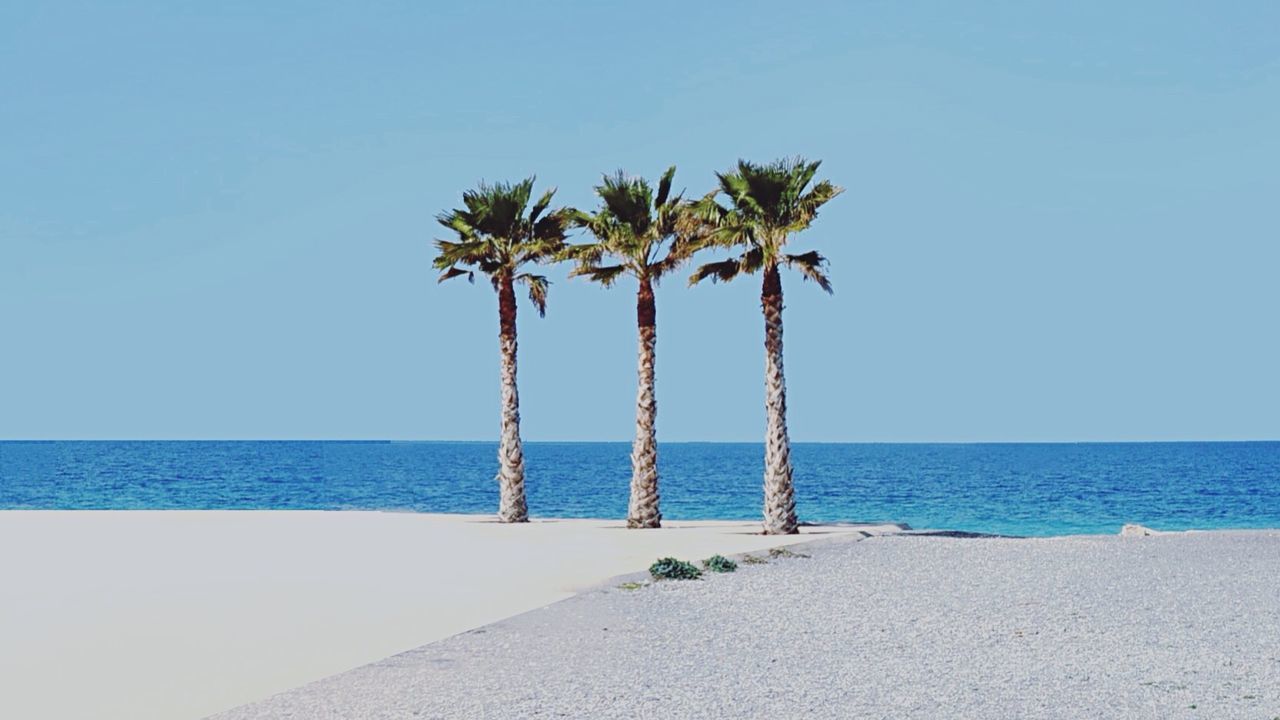 sea, horizon over water, palm tree, clear sky, tranquility, beach, tranquil scene, water, tree, scenics, beauty in nature, blue, nature, tree trunk, shore, sand, growth, copy space, idyllic, sunlight