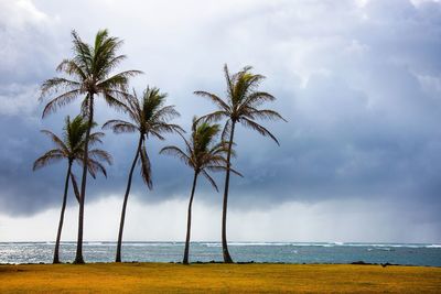 Palm trees on beach against sky