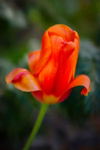 Close-up of red tulip