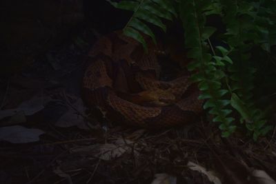 Close-up of snake in forest at night