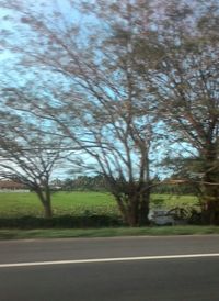 Road passing through trees