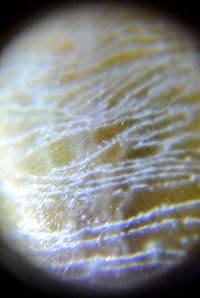 Close-up view of coffee in water