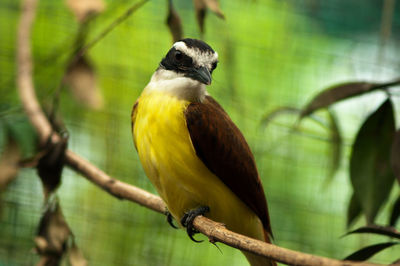 Close-up of rusty-margined flycatcher perching on branch