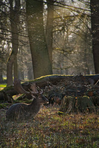 View of deer in forest