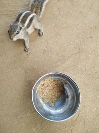 High angle view of snake eating food