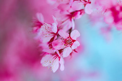 Close-up of pink cherry blossom