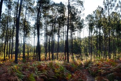 Pine trees in forest against sky