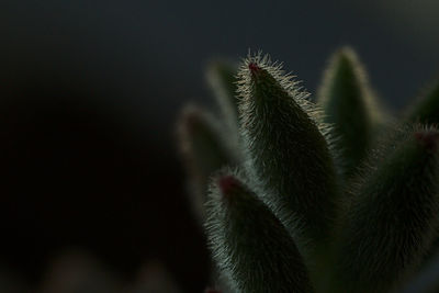 Close-up of succulent plant