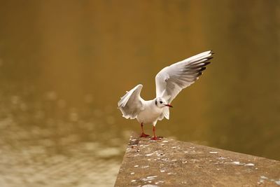 Seagull flying above a bird