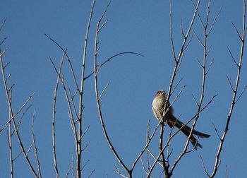 Low angle view of bird perching on tree