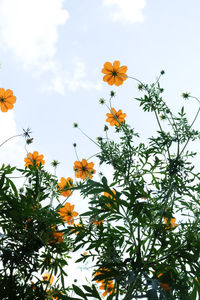 Low angle view of flowering plant against orange sky