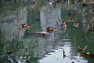 Ducks swimming in lake