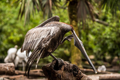 Close-up of bird perching on a tree