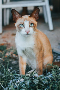 Portrait of cat sitting outdoors