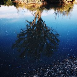 Reflection of trees in water