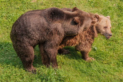 Bears in grass