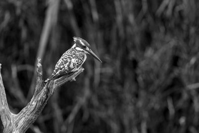 Close-up of a bird perching on branch