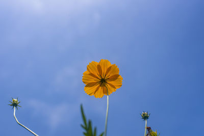 Low angle view of flowering plant against blue sky