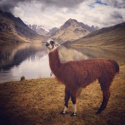 Scenic view of animal by lake
