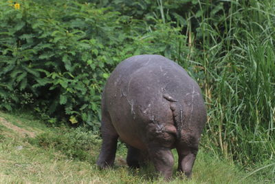 Hippopotamus grazing in a field