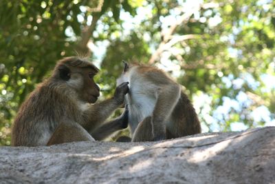 Low angle view of monkey sitting against trees