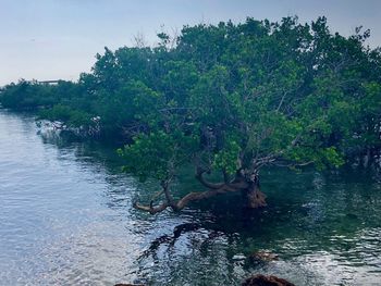 Scenic view of river amidst trees