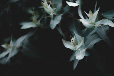 High angle view of white flowering plant leaves at night