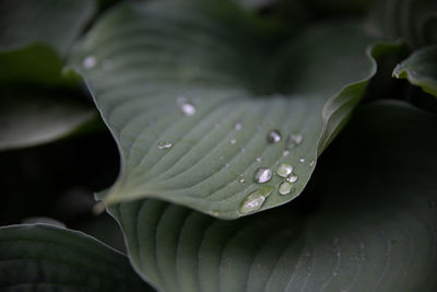 Close-up of raindrops on green leaves