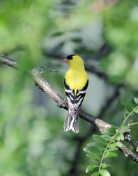 Bird perching on a branch