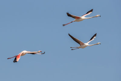 Low angle view of seagulls flying in sky