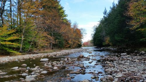 River amidst trees in forest against sky