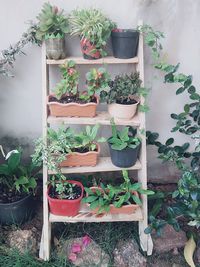 Potted plants in greenhouse