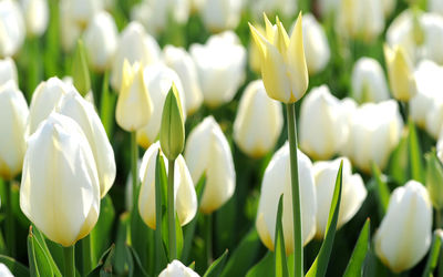 Close-up of white flowers