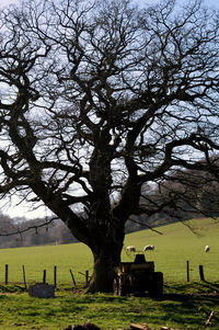 Bare tree on field against sky