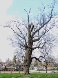 Bare tree in park against sky