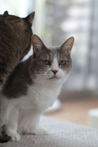 Close-up portrait of a cat