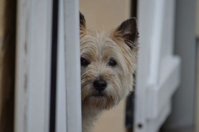 Portrait of a dog