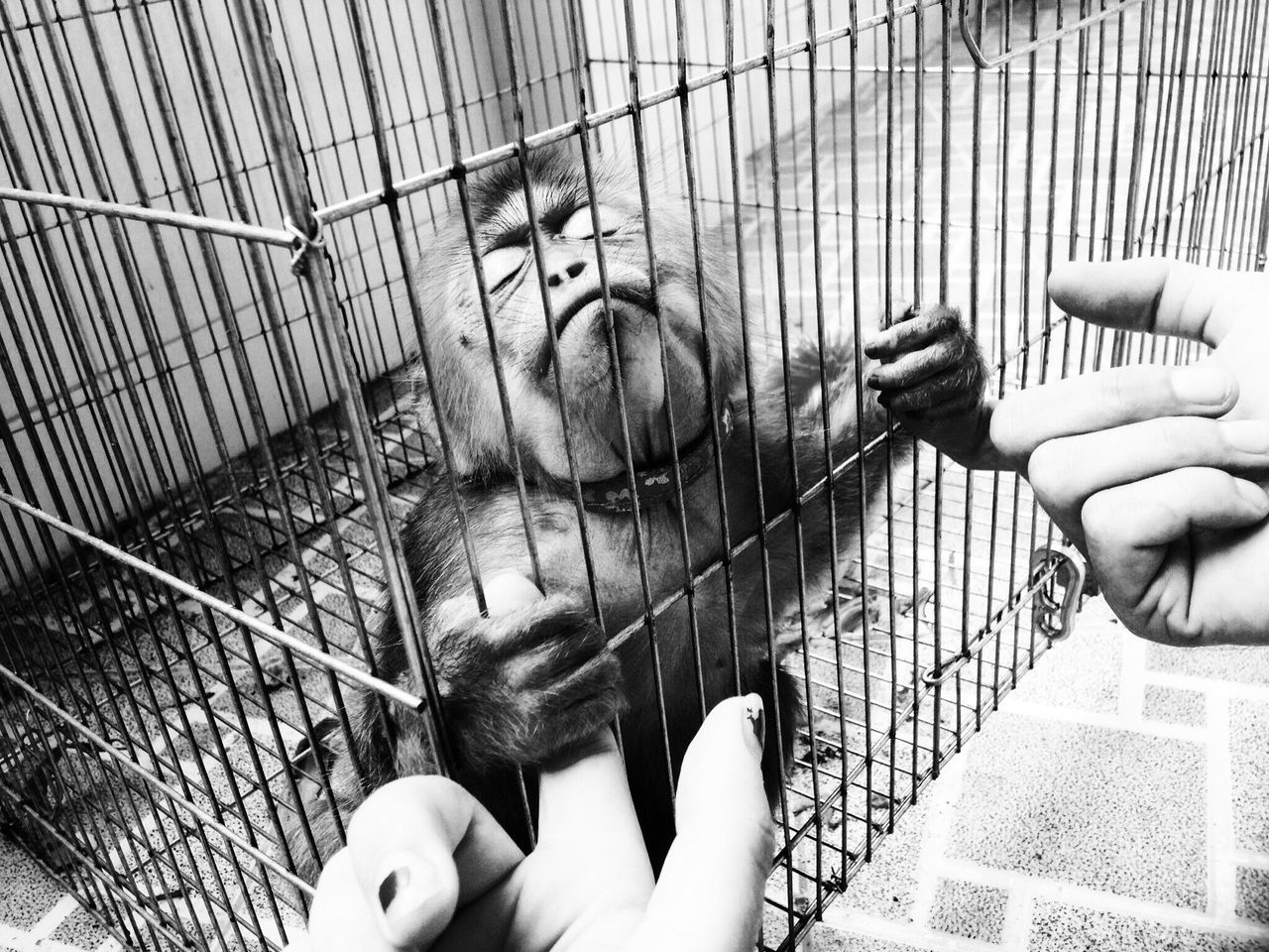 CLOSE-UP OF WOMAN HAND IN CAGE AT HOME