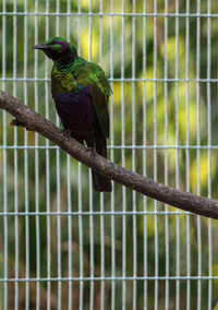 Bird perching on chainlink fence