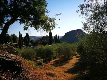 Trees on landscape against clear sky