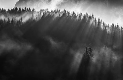 Low angle view of trees against sky