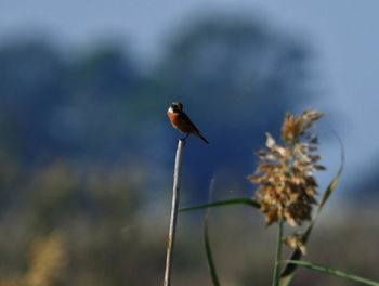 Bird perching on a plant