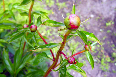 Close-up of fruits growing on tree