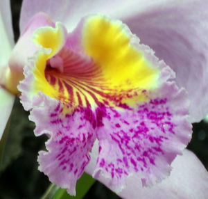 Macro shot of yellow flower