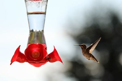 Close-up of hummingbird flying