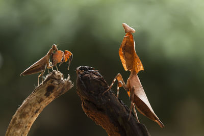Hierodula venosa spesies mantis from borneo forest