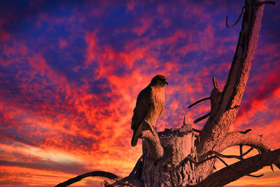 Low angle view of birds perching on tree against orange sky