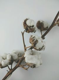 Close-up of flower over white background