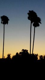 Silhouette palm trees at sunset